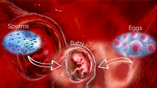 Fertilization 3D animation  How women Get Pregnant [upl. by Nevuer]