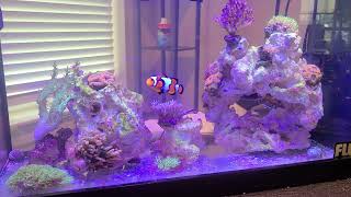 Fluval EVO 5 Gallon Nano Reef Update [upl. by Isiad]