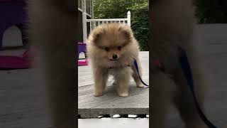 cute pomeranian puppy barking adorable sounds [upl. by Ssidnak]