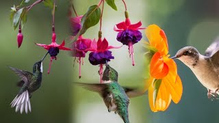 Beautiful Bird Sounds  Cute Hummingbird  Breathtaking Nature  Stress Relief amp Healing Ambiance🐦 [upl. by Kristyn]