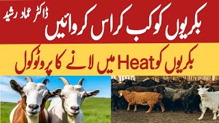 Identification of goats in heat  What are the heat signs of goat  Bakryo ko kub cross karwain [upl. by Dnomad]