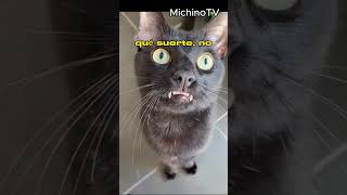 🐈‍⬛ Ese fue tu NOVIO 😹😹😹 gatos cat humor [upl. by Hnamik]