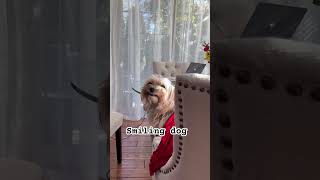 Smiling dog meme funnydogvideos cutedog smilingdog smilinggirl morkie [upl. by Ajad672]