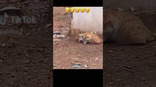 Chowda sal manjor hay 🤣 funny duet catfunnyvideo viralcat shortvideo comedy [upl. by Katya958]