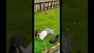 Cute Li’l Rabbits by their green burrows rabbit animallovers bugsbunny viralvideo yt pets [upl. by Alleras]