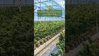 Hemp farming can be an integral part of climate shorts cannabisismedicine hempbenefits [upl. by Haek]