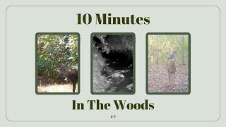 10 Minutes In The Woods With Critters  9 [upl. by Ahsoek]