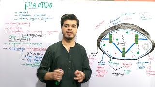 Plastids and its types  Chloroplast chromoplast and leucoplast  class 9 biology By najeeb kakar [upl. by Victorine31]