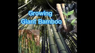 Growing giant bamboo  Dendrocalamus giganteus [upl. by Eelyahs855]