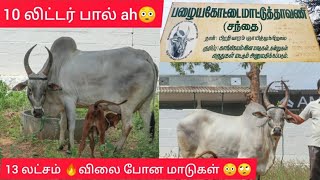 💢இவ்ளோ நாள் miss பண்ணிட்டோமே⁉️🤯😳இந்த சந்தை எங்க இருக்கு⁉️🙄 nattumadu மட்டும்ah⁉️😮🤯trendingcowbull [upl. by Bradlee]