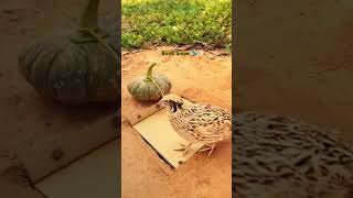 Amazing quail Trap using cardboard shorts quailTrap shortsfeed [upl. by Mistrot]