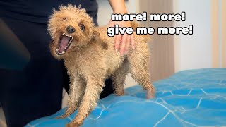 Toy Poodle Goes CRAZY amp Falls Off The Bed  Funny [upl. by Robby353]