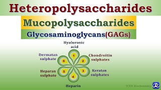 6 Heteropolysaccharides Glycosaminoglycans Carbohydrates Chemistry  Biochemistry [upl. by Edveh]