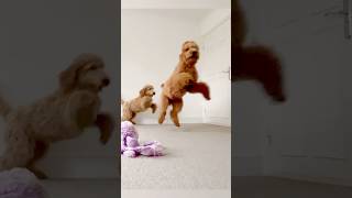 Hungry puppies Goldendoodle and Labradoodle puppy [upl. by Pace540]