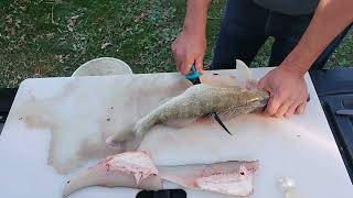 How to Fillet Walleye Pickerel October 7 2024 [upl. by Jamnes]