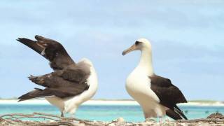 Dancing Laysan Albatrosses [upl. by Dickerson455]