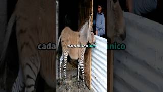 quot¿Burro con rayas ¡No es un cebrasnoquot animales [upl. by Caty]