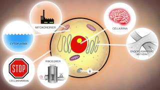 Celler och levande organismer NO [upl. by Irolam]