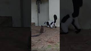 白頸狐猴Variegated Lemur與環尾狐猴Ringtailed LemurTaipei Zoo [upl. by Case]