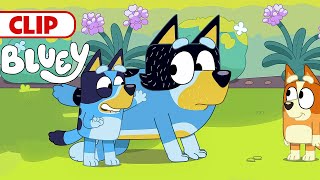 Bluey Season 3 Episode 11 quotSheepdogquot Episode Clip  disneyjr  BlueyOfficialChannel [upl. by Hibbitts621]