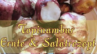 Topinambur Rezept und Ernte [upl. by Ardnassac]