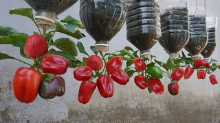 Try this tips on growing bell peppers in plastic bottles you wont have to buy peppers again [upl. by Ellekram]