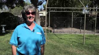 How to Train a Poodle  Dog Training amp Basic Obedience [upl. by Nylle]