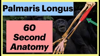 Palmaris Longus  60 second Anatomy Shorts Anatomy MedicalStudent [upl. by Ailbert]