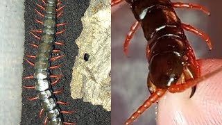 scolopendra bit me [upl. by Trudi]