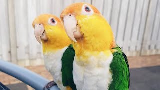 White Bellied Caique Dancing  White Bellied Parrot Talking [upl. by Iht]