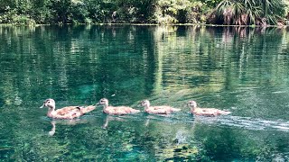 Silver Springs State ParkFl Overview [upl. by Sowell799]