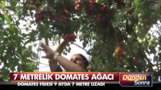 Artık domatesi ağaçtan yiyeceğiz [upl. by Anircam]