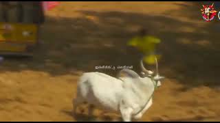 alanganallur jallikattu WhatsApp status Tamil Karur vellai 💪💪 [upl. by Llennol]