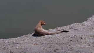 Common slender mongoose Herpestes sanguineus at Nkorho Bush Lodge  africam  exploreorg [upl. by Ailecnarf]