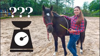 How to Measure Your Horses Body Weight  2 Different Methods [upl. by Halilak]