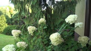 Hortensja bukietowa Limelight  Hydrangea panniculata [upl. by Bowrah]