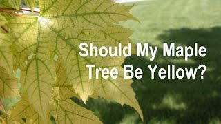 How to Cure Iron Deficiency in Maples and Oaks  Iron Chlorosis the Yellow Oak and Maple Disease [upl. by Sirtaeb582]