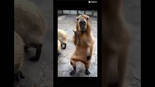 capcut capybara TikTok dance ￼ [upl. by Hgeilhsa]