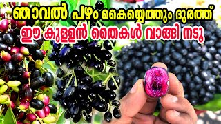 രണ്ട് വർഷം കൊണ്ട് കായ്ക്കുന്ന ഞാവൽThailand Black Njaval PlantNjaval Pazham Krishi MalayalamNjaval [upl. by Salomon906]