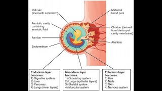 Dr Chikly’s Paradigm Shifts in Embryology PSE  A Clinical and Embodied Embryology Course [upl. by Hazard]