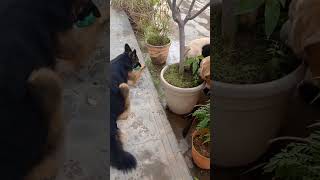 punjabisong dabour marry Simba dogs 🐕🐕🥰 enjoy the garden 🏡🏡 [upl. by Ellehcem]