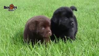 Newfoundland Puppies [upl. by Apul]