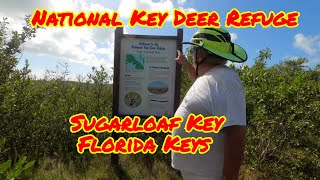 Upper Sugarloaf MultiUse Trail and National Key Deer Refuge [upl. by Cheyney]