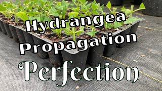 Easy Limelight Hydrangea Propagation \\ Paniculata \\ Propagate Hydrangeas [upl. by Arbma]