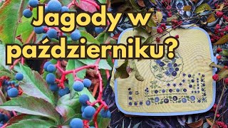 Jagody w październiku Sampler od Owl Forest 50 [upl. by Rexanne]