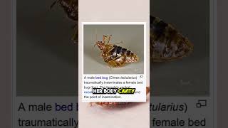 😱 Shocking Mating Behavior of Bed Bugs [upl. by Siuraj]