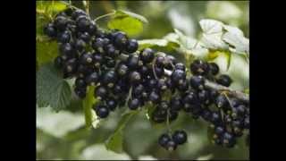 New Zealand Blackcurrant  Cassis Berry [upl. by Teodor]