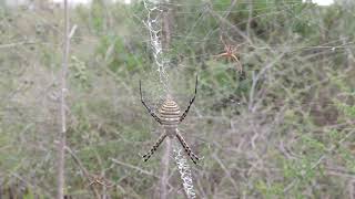 Argiope trifasciata Forsskål 1775  Araneidae Quartucciu [upl. by Gio793]