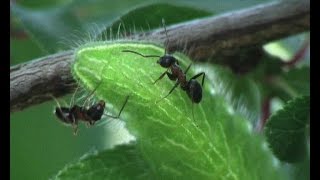 Myrmecophily  Lasius emarginatus atracted by Thecla betulae [upl. by Swainson]