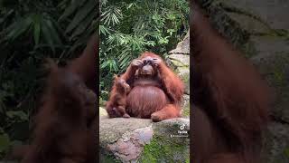 びっくり！観客が落とした「サングラス」を手にしたオランウータン Pongo orangutan [upl. by Anawit]